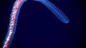 Turtles (80 to 250 years). Researchers Discover Longest Sea Organism Ever In Deep Canyons Of Western Australia The Weather Channel Articles From The Weather Channel Weather Com