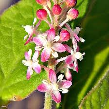 Image result for Rivina humilis