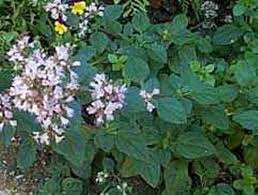 Image result for Origanum majorana