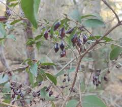 Image result for Eugenia capensis