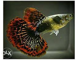 Red Dragon Half Moon Guppies Dragon Half Red Dragon Guppy
