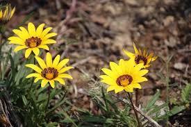 Image result for Gazania krebsiana