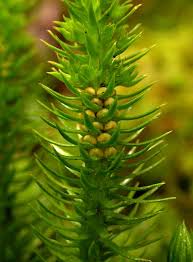 Image result for Huperzia bampsiana