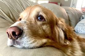 I just don't know how much pain he is in. Many Dogs Circle Or Dig Their Beds Before Settling In Others Groan When Lying Down Is Dog Groaning Moaning And Sighing Anything To Old Dogs Dogs Senior Dog