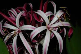 Queen emma crinum lily florida. How To Care For A Crinum Lily In Germany