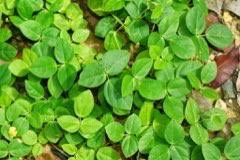 Image result for Vigna parkeri