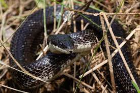 Black Rat Snake Chesapeake Bay Program