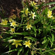 Image result for Hypoxis