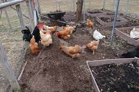 Maybe you would like to learn more about one of these? How To Keep Chickens Out Of Your Garden When You Free Range