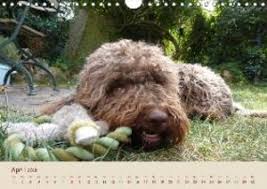 Lagotto romagnolo ist ein mittelgroßer italienischer wasserhund. Lagotto Romagnolo Italienischer Wasserhund 2018 147336652 17 90