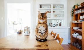 Send the copies you made to your lender, who will study these documents to make sure that your gross monthly income is high enough to support a mortgage loan payment. Can I Pay My Mortgage With A Credit Card Nerdwallet