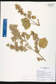 Image result for Triumfetta cordifolia