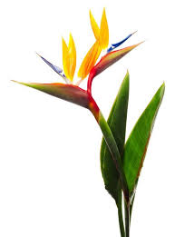 Birds Of Paradise Birds Of Paradise Plant Birds Of Paradise Flower Paradise Plant