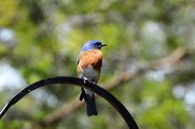 Backyard Birds Of North Georgia The Best Nest Of Ga Thebestnest Ga Twitter Backyard Birds Wild Birds Good Things