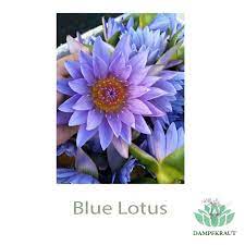 Elderberry likes moist flats or slopes & stream banks. Dampfkraut Blue Lotus Dried Flowers 10 Grams