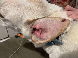 Image result for abscess dog's ear flap