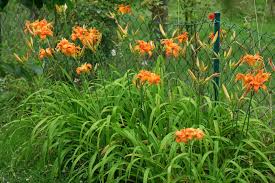 Taglilie Hemerocallis Fulva Taglilien Taglilie Winterhart