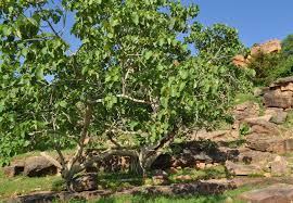 Image result for Ficus abutilifolia