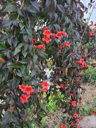 Image result for Bignonia capreolata
