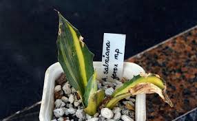 Image result for Grangea zambesiaca