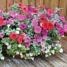Petunia Below Zero The Hardiest Petunia This Fabulous New Petunia Tolerates Temperatures Down To 10 C 14 F Petunias Annual Bedding Plants Winter Garden