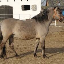 De tarpan is een prehistorisch basistype waarvan alle paardenrassen afstammen. Pdf Polish Konik Horse Characteristics And Historical Background Of Native Descendants Of Tarpan