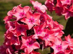 Flammenblume Auffallig Leuchtend Grosse Blutendolden Phlox Angenehmer Duft Bluht Bis September Flammenblume Pflanzen Staudenbeet