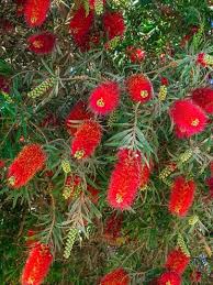 With tall flower spikes, they come in multiple brazilian red cloak is the epitome of tropical! 10 Stunning Red Flowering Shrubs Garden Lovers Club
