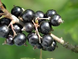 Separated By A Common Language Black Currants