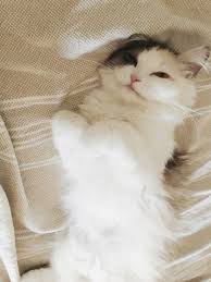 Getting a new cat can be an exciting experience. How To Introduce A New Cat To Other Cats Almost Makes Perfect