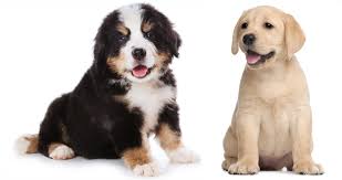 Maybe you would like to learn more about one of these? Labernese Find Out All About The Bernese Mountain Dog Lab Mix