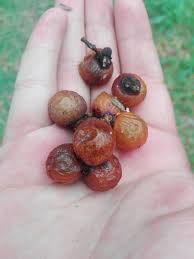 Image result for Sapindus saponaria