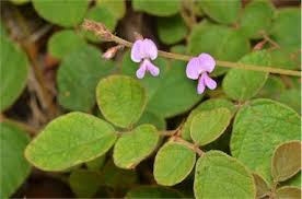 Image result for Pycnospora