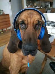 What Kind Of Music Do Dogs Like The Dog People By Rover Com