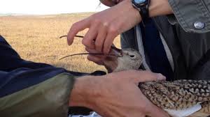 The Curlew of Thunder, Spit Swabs, and Bendy Beaks...an update