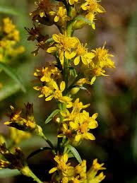 Image result for Solidago simplex
