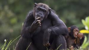 Os riscos do sobrepeso para animais de estimação | Novidades da ...