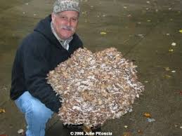 In trying to locate what variety it was i haven't seen a picture listed. Ony Pitoscia Of Hartford Ohio With A Dandy Specimen Of Hen Of The Woods Maitake Sheepshead Ramshead Grifola Frondosa Mushroom Fungi Stuffed Mushrooms Hen