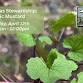 Foraging as Stewardship: Garlic Mustard // 4.12.25 event in Princeton, NJ