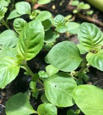 Image result for Platostoma sp. no. 2