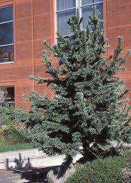 Image result for Pearsonia aristata