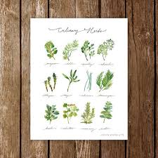 Culinary Herbs Art Print Watercolor Plants Infographic