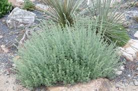 Image result for Artemisia sp.no.1