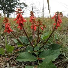 Image result for Erythrina zeyheri