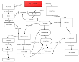 Choice biologyjunction answer key' follow. Cell Concept Map Answer Key Maps Location Catalog Online