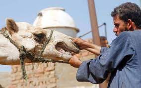 Present study throws light on literature related to animal bite injuries and their management along with our. Angry Camel Bites Off Owner S Head For Being Left In The Sun All Day Fyi News
