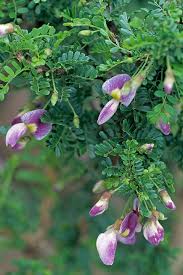 Image result for Ormocarpum kirkii