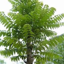 Image result for Toona