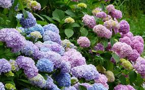 Check spelling or type a new query. Dammann S Garden Company How To Turn Your Hydrangeas Blue