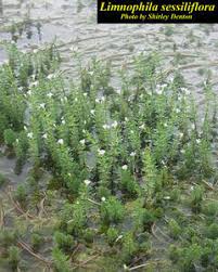 Image result for Limnophila crassifolia
